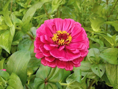 250 Mixed Colors Zinnia (Zinnia Elegans) Seeds