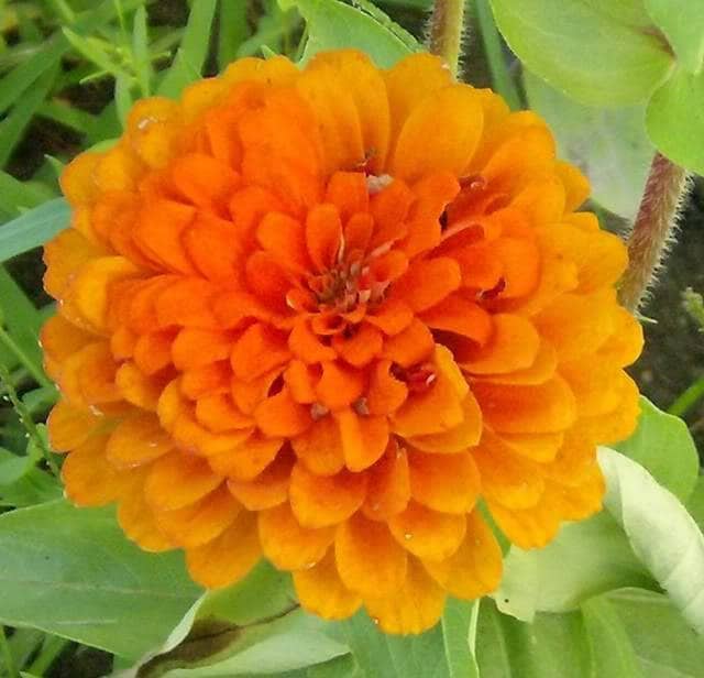 500 Mixed Colors CALIFORNIA GIANT ZINNIA Elegans Flower Seeds