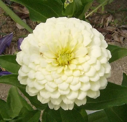 500 Mixed Colors CALIFORNIA GIANT ZINNIA Elegans Flower Seeds