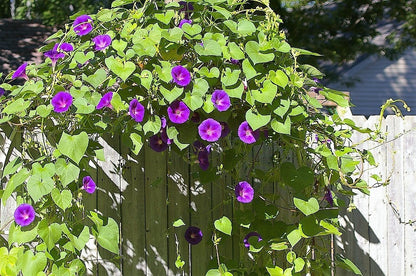 Mixed Morning Glory (Ipomoea purpurea) Seeds – 50 ct