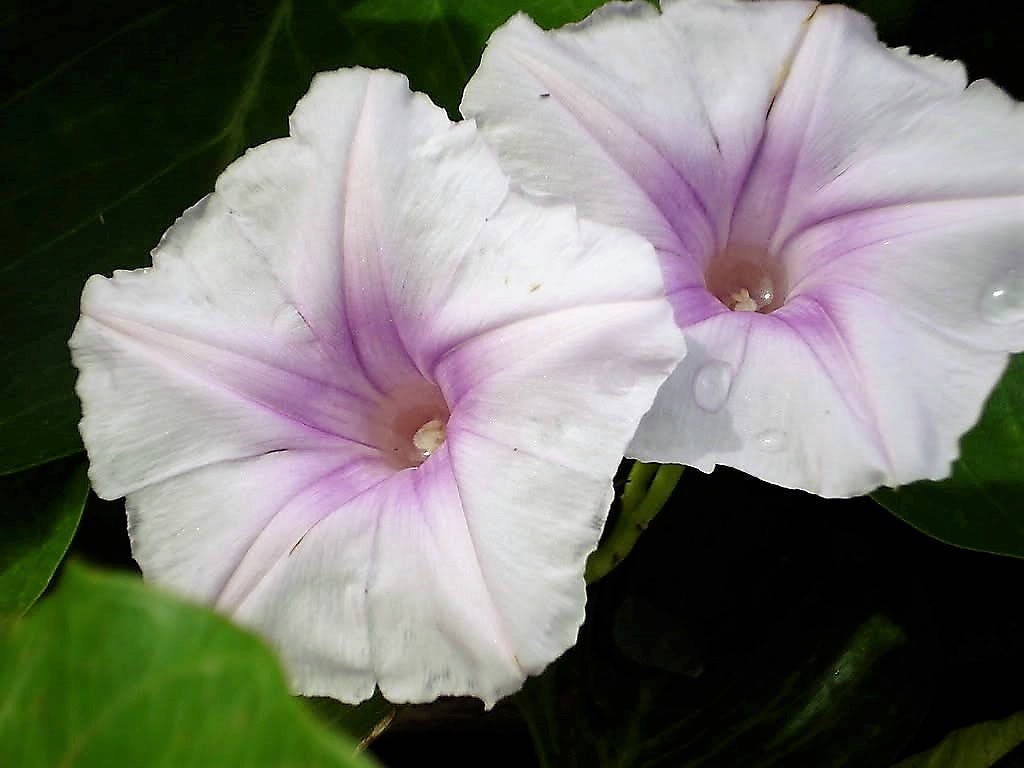 Mixed Morning Glory (Ipomoea purpurea) Seeds – 50 ct