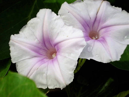 Mixed Morning Glory (Ipomoea purpurea) Seeds – 50 ct