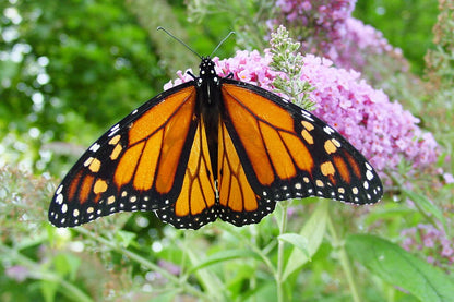 Mixed Butterfly Bush (Buddleja davidii) Seeds – 100 ct