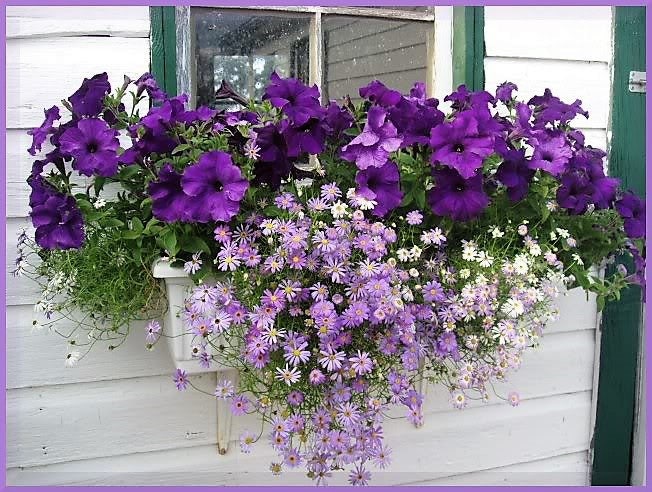 Mixed Swan River Daisy (Brachyscome iberidifolia) Seeds – 200 ct