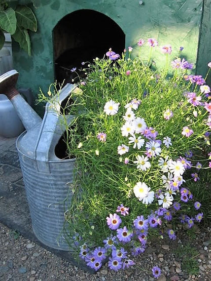 Mixed Swan River Daisy (Brachyscome iberidifolia) Seeds – 200 ct
