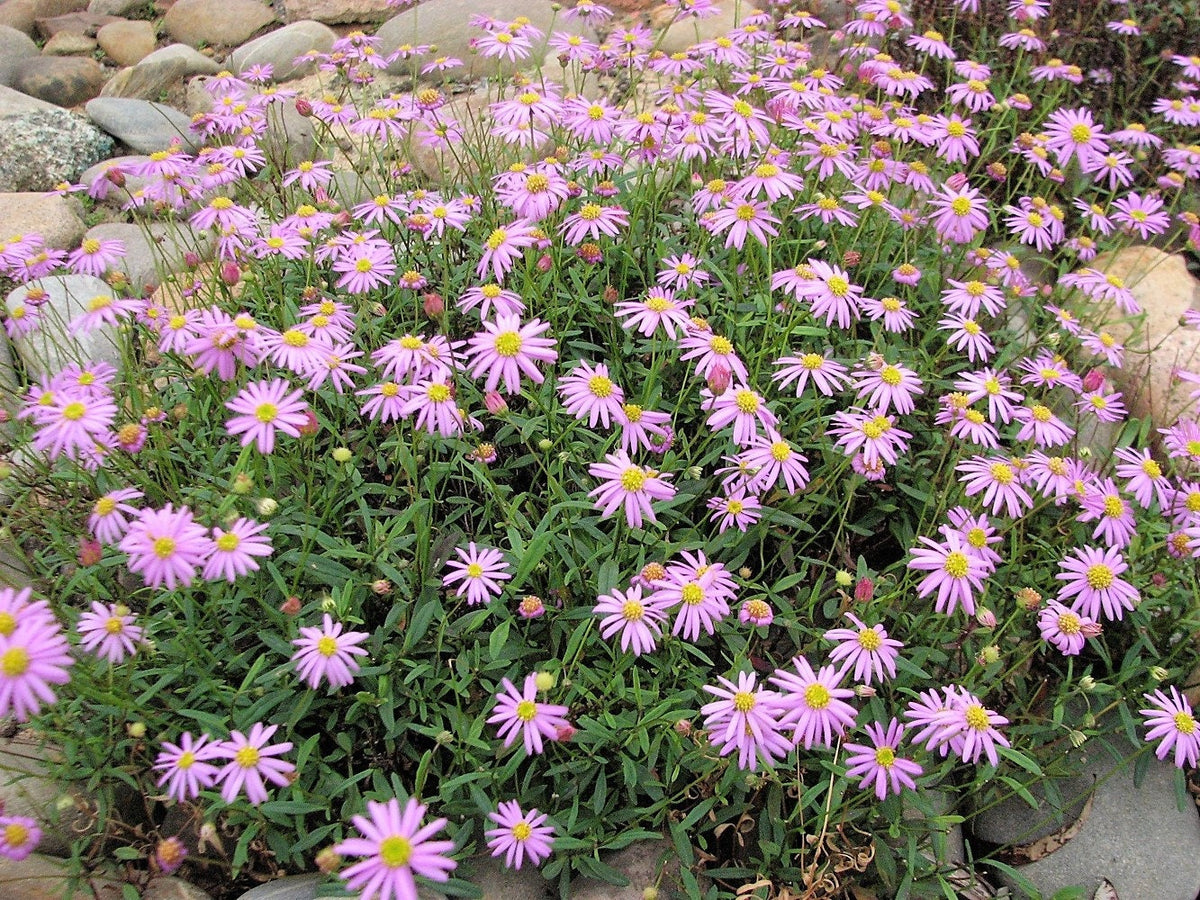 Mixed Swan River Daisy (Brachyscome iberidifolia) Seeds – 200 ct