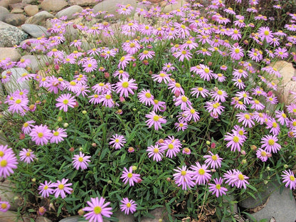 Mixed Swan River Daisy (Brachyscome iberidifolia) Seeds – 200 ct