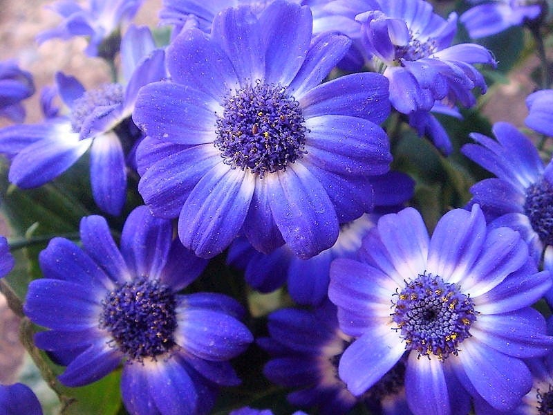 Mixed Swan River Daisy (Brachyscome iberidifolia) Seeds – 200 ct