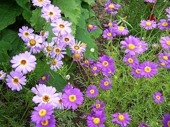 Mixed Swan River Daisy (Brachyscome iberidifolia) Seeds – 200 ct