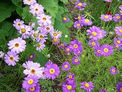 Mixed Swan River Daisy (Brachyscome iberidifolia) Seeds – 200 ct