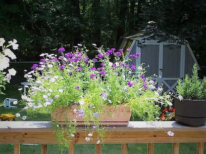 Mixed Swan River Daisy (Brachyscome iberidifolia) Seeds – 200 ct