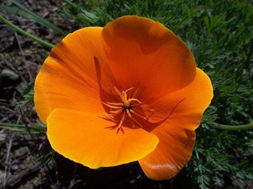1000 California Poppy Mix (Eschscholzia Californica) Flower Seeds