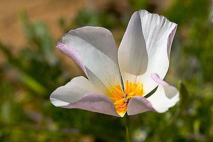 1000 California Poppy Mix (Eschscholzia Californica) Flower Seeds