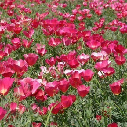 1000 California Poppy Mix (Eschscholzia Californica) Flower Seeds