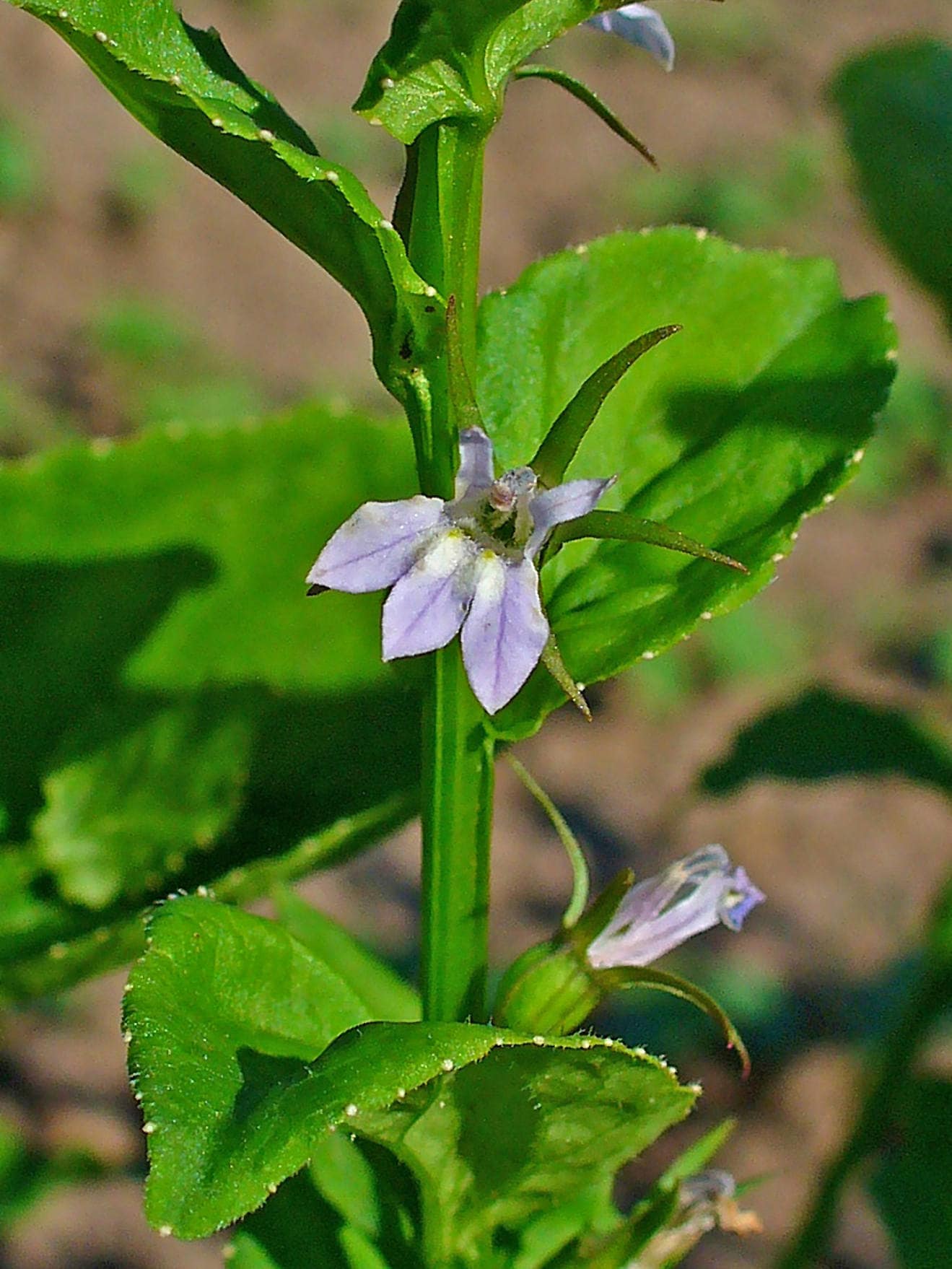 250 Indian Tobacco (Lobelia Inflata) Seeds