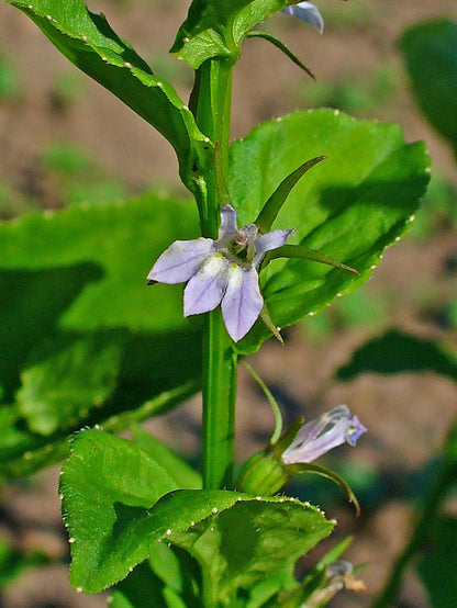 250 Indian Tobacco (Lobelia Inflata) Seeds