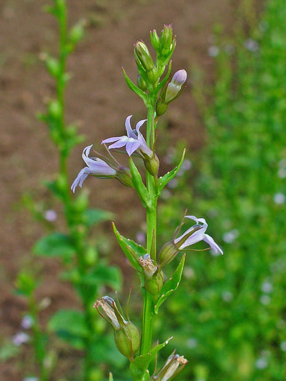 250 Indian Tobacco (Lobelia Inflata) Seeds