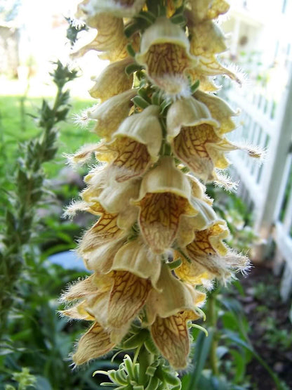 50 RUSTY FOXGLOVE Hummingbird Flower Digitalis Ferruginea Yellow Herald Seeds