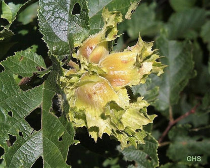 5 AMERICAN HAZELNUT TREE aka Filbert Corylus Americana Fruit Nut Seeds