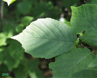 5 AMERICAN HAZELNUT TREE aka Filbert Corylus Americana Fruit Nut Seeds