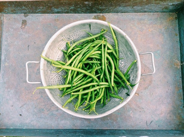 50 Slenderest Green Bean (Phaseolus Vulgaris) Seeds