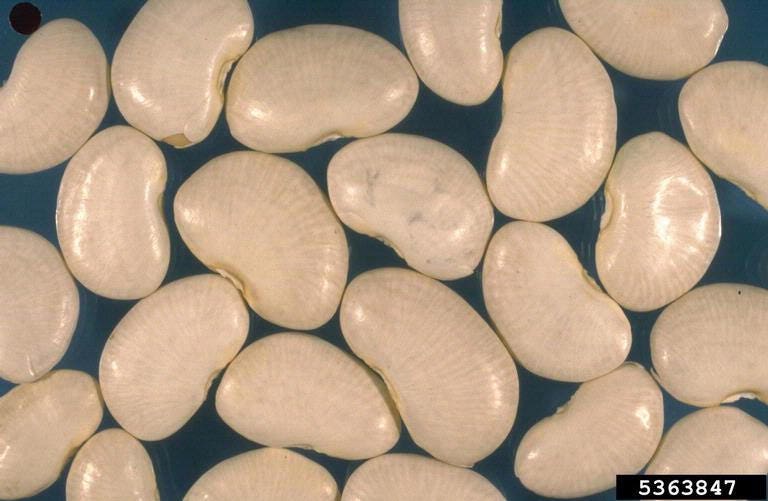 50 Butter Bean (Phaseolus Vulgaris) Seeds