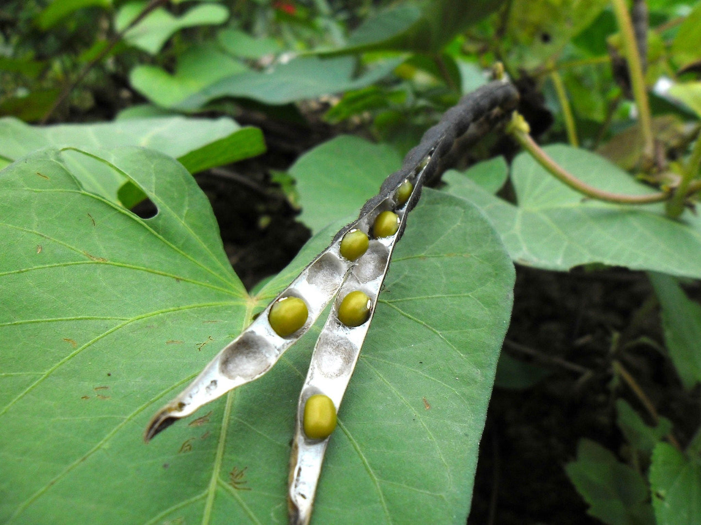 150 Mung Bean (Vigna Radiata) Seeds