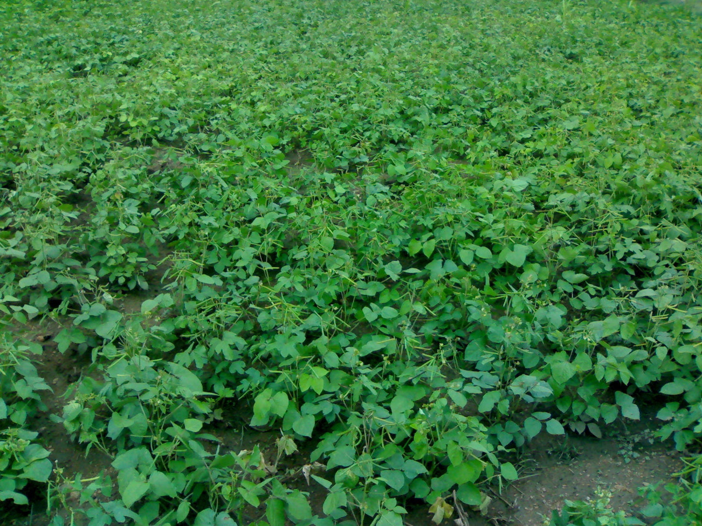 150 Mung Bean (Vigna Radiata) Seeds