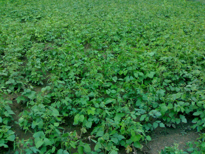 150 Mung Bean (Vigna Radiata) Seeds