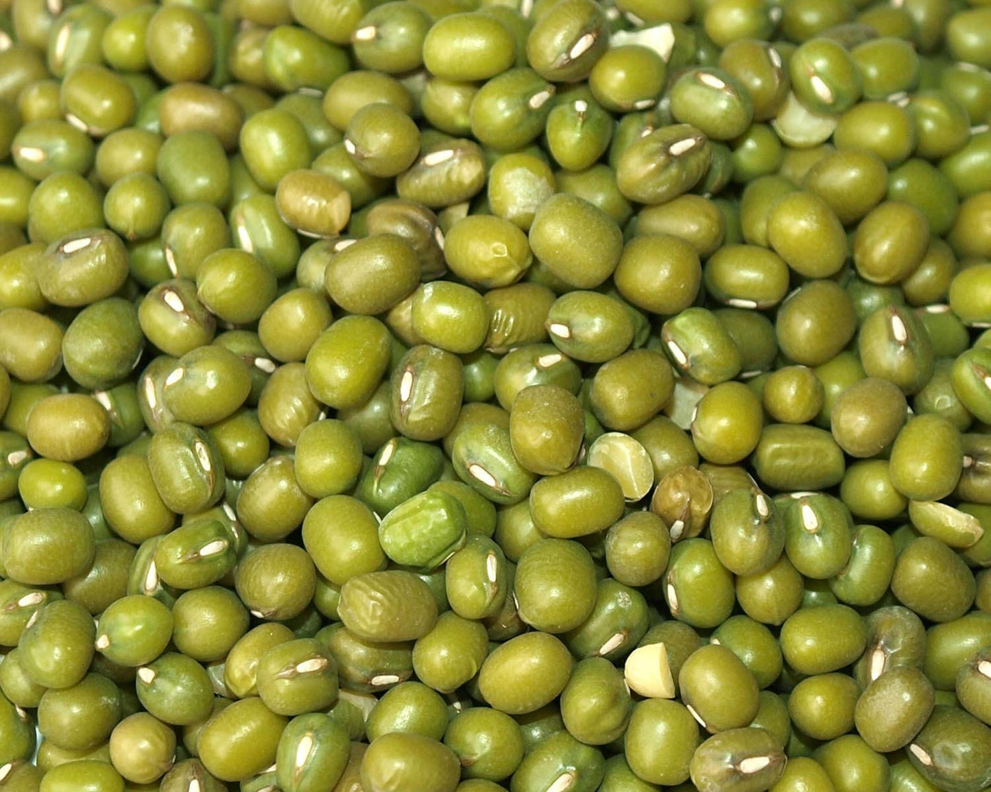 150 Mung Bean (Vigna Radiata) Seeds