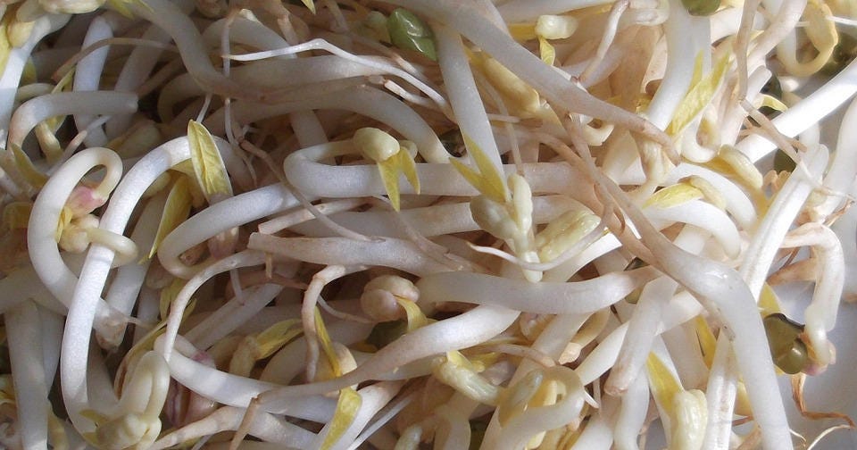 150 Mung Bean (Vigna Radiata) Seeds