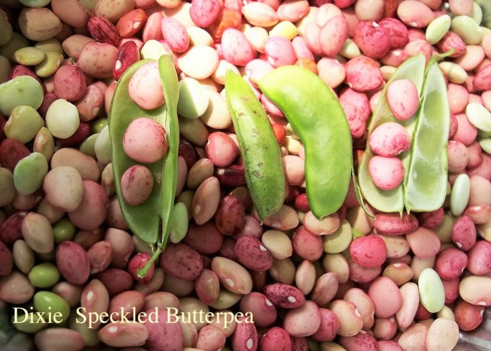 50 Dixie Butterpea Lima Bean (Phaseolus Vulgaris) Seeds