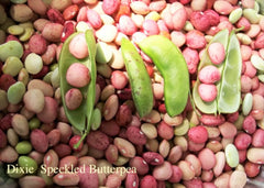 50 Dixie Butterpea Lima Bean (Phaseolus Vulgaris) Seeds