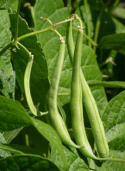 50 BURPEE STRINGLESS Green Pod BEAN French Phaseolus Vulgaris Vegetable Seeds