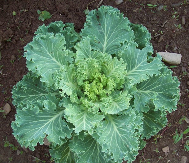 1000 Premier Kale (Brassica Oleracea) Seeds