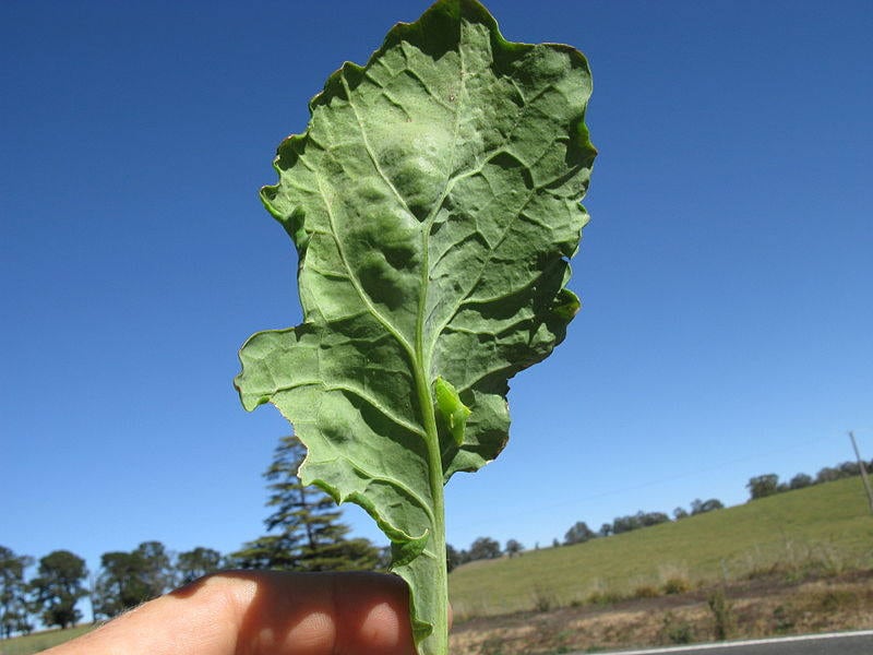 1000 HANOVER SALAD Spring KALE Smooth Siberian Brassica Napus Vegetable Seeds