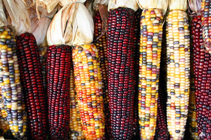 50 Indian Mini Mix Corn (Zea Mays) Seeds