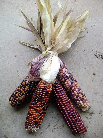 50 Indian Mini Mix Corn (Zea Mays) Seeds
