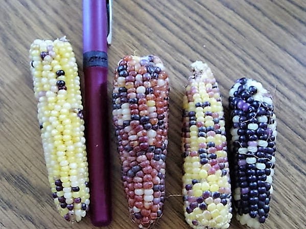 50 Indian Mini Mix Corn (Zea Mays) Seeds