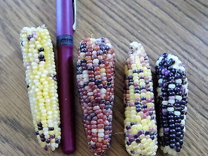50 Indian Mini Mix Corn (Zea Mays) Seeds