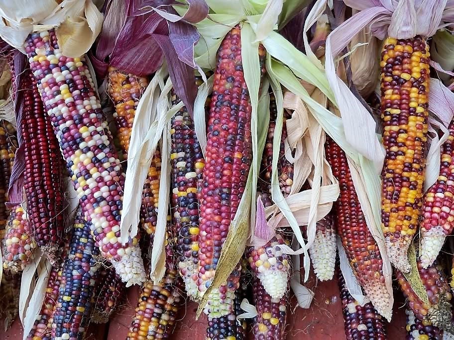 50 Indian Mini Mix Corn (Zea Mays) Seeds