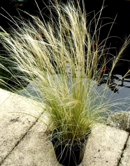 Mexican Feather Grass (Nassella tenuissima) Seeds – 25 ct