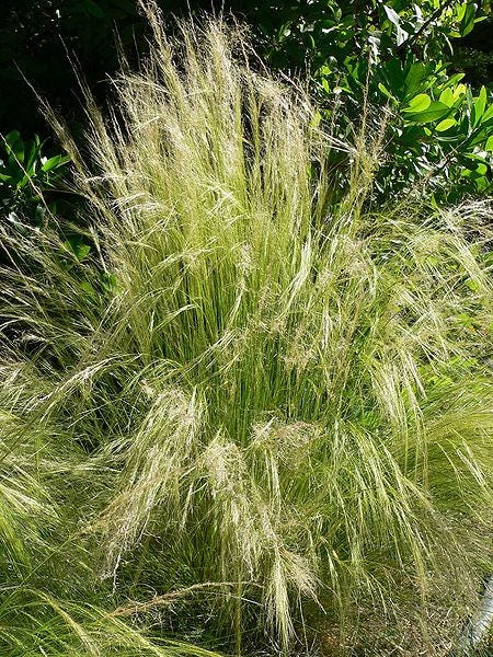 Mexican Feather Grass (Nassella tenuissima) Seeds – 25 ct