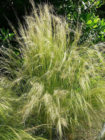 Mexican Feather Grass (Nassella tenuissima) Seeds – 25 ct