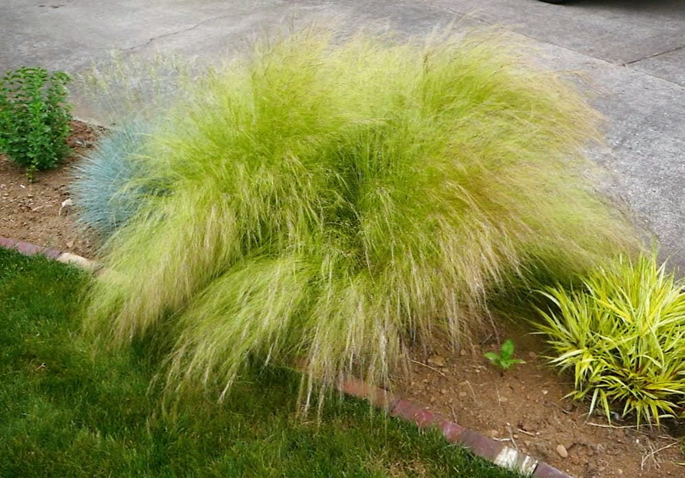 Mexican Feather Grass (Nassella tenuissima) Seeds – 25 ct