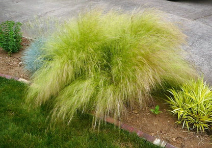Mexican Feather Grass (Nassella tenuissima) Seeds – 25 ct