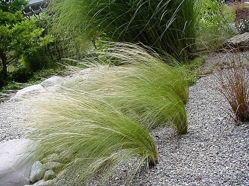 Mexican Feather Grass (Nassella tenuissima) Seeds – 25 ct