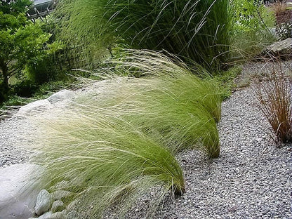 Mexican Feather Grass (Nassella tenuissima) Seeds – 25 ct