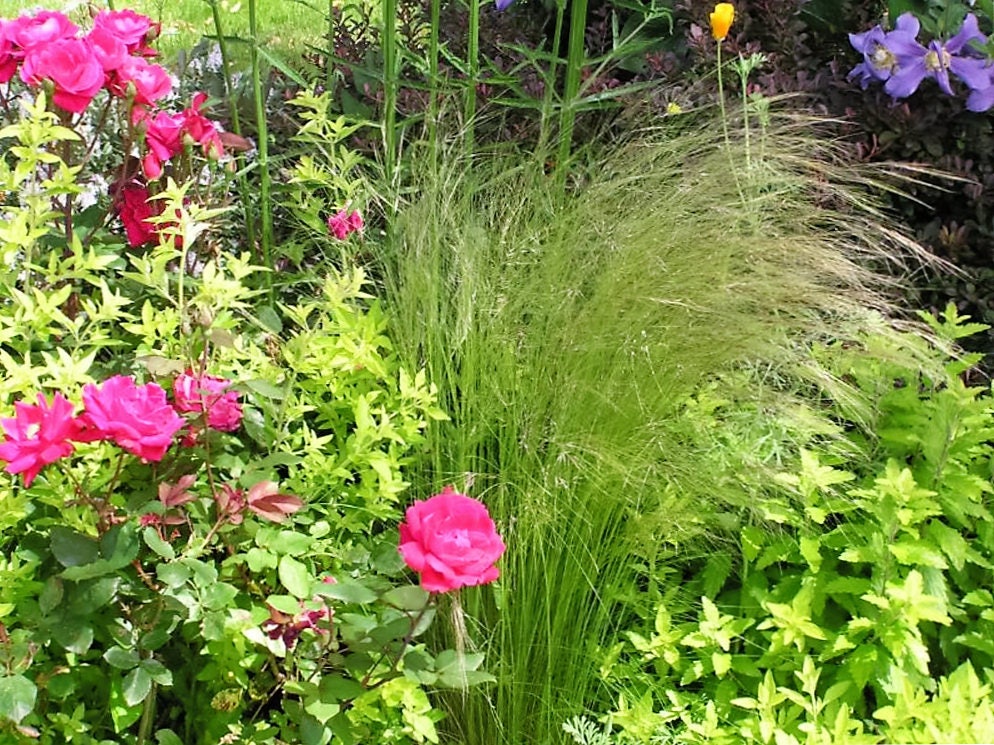 Mexican Feather Grass (Nassella tenuissima) Seeds – 25 ct
