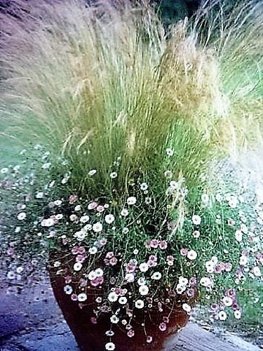 Mexican Feather Grass (Nassella tenuissima) Seeds – 25 ct